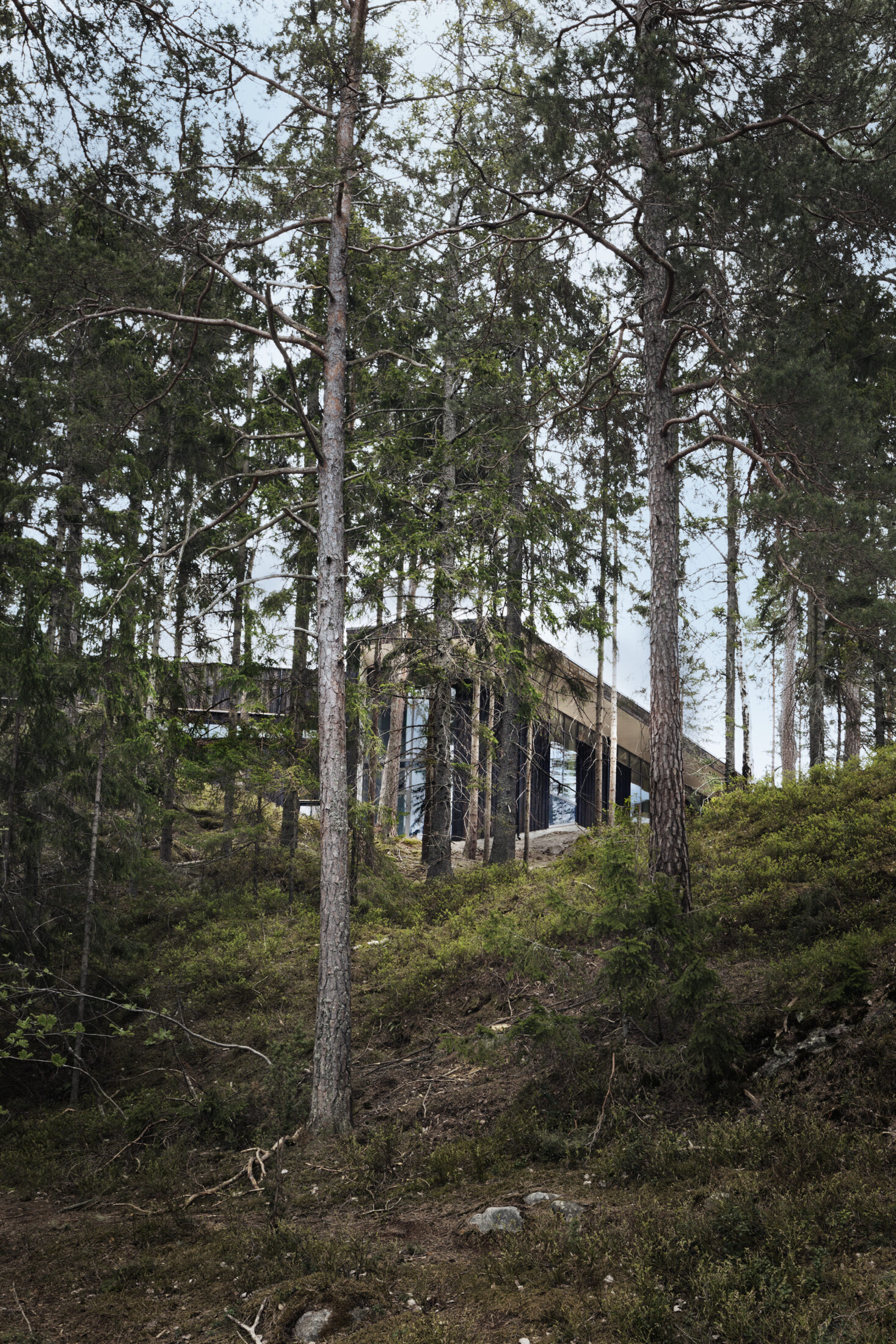 Konsthallen Artipelag på Värmdö med naturnära placering bland höga tallar.