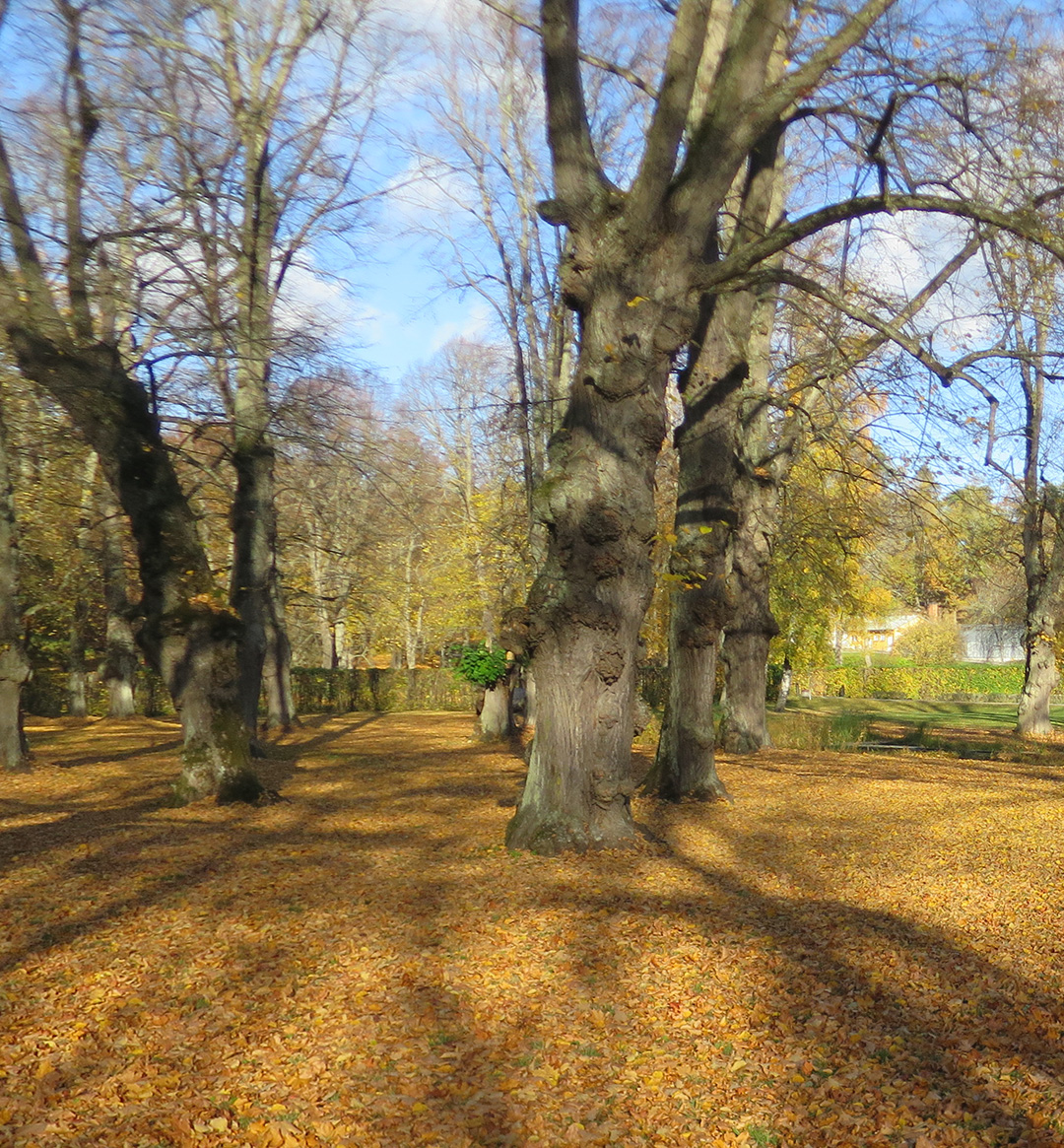 Ulriksdals slottspark, Gamla träd i västra lindraderna